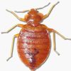 Bed Bugs SHUT DOWN At Least One John Jay College Building